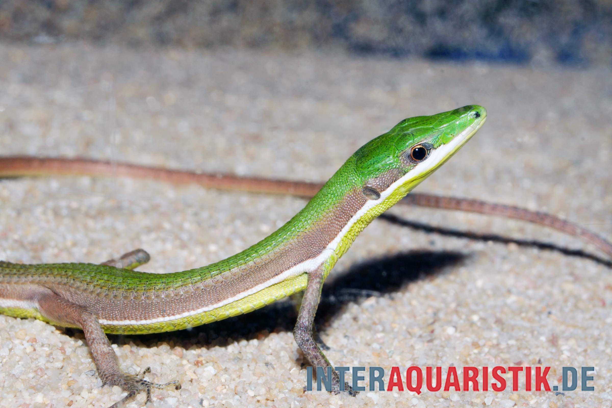 Smaragdlangschwanzeidechse, Takydromus smaragdinus